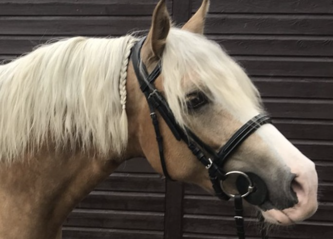 Welsh cobs and ponies for sale