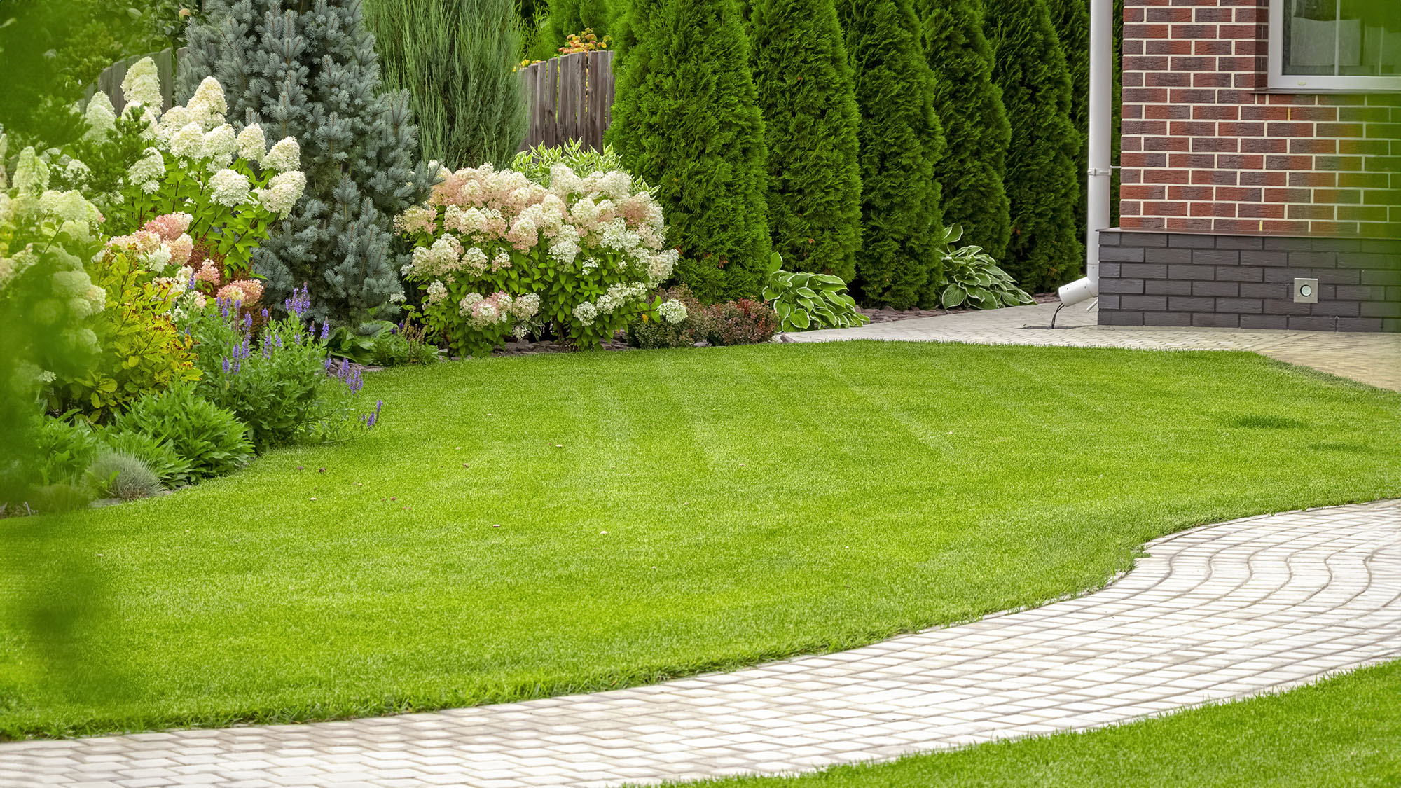 Lush, freshly cut grass in the backyard of a private house with hydrangeas in border and curved path