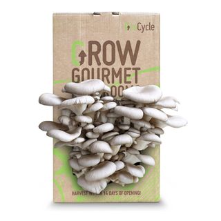 GroCycle Oyster Mushroom Growing Kit