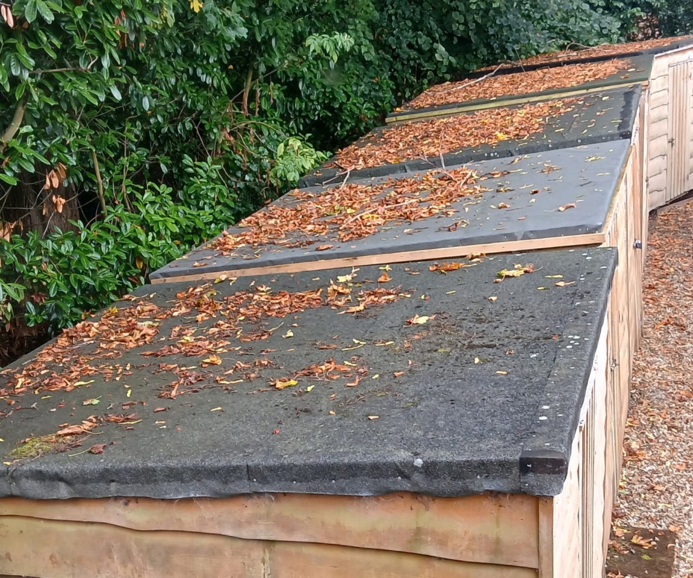 Felt-covered shed roofs scattered with fallen leaves, set beside a dense green hedge.