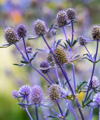 sea holly Jade Frost in bloom in border