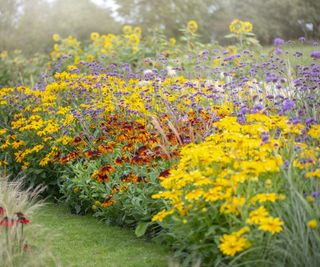 A summer border with perennial plants including verbena, coneflower, and black-eyed Susan