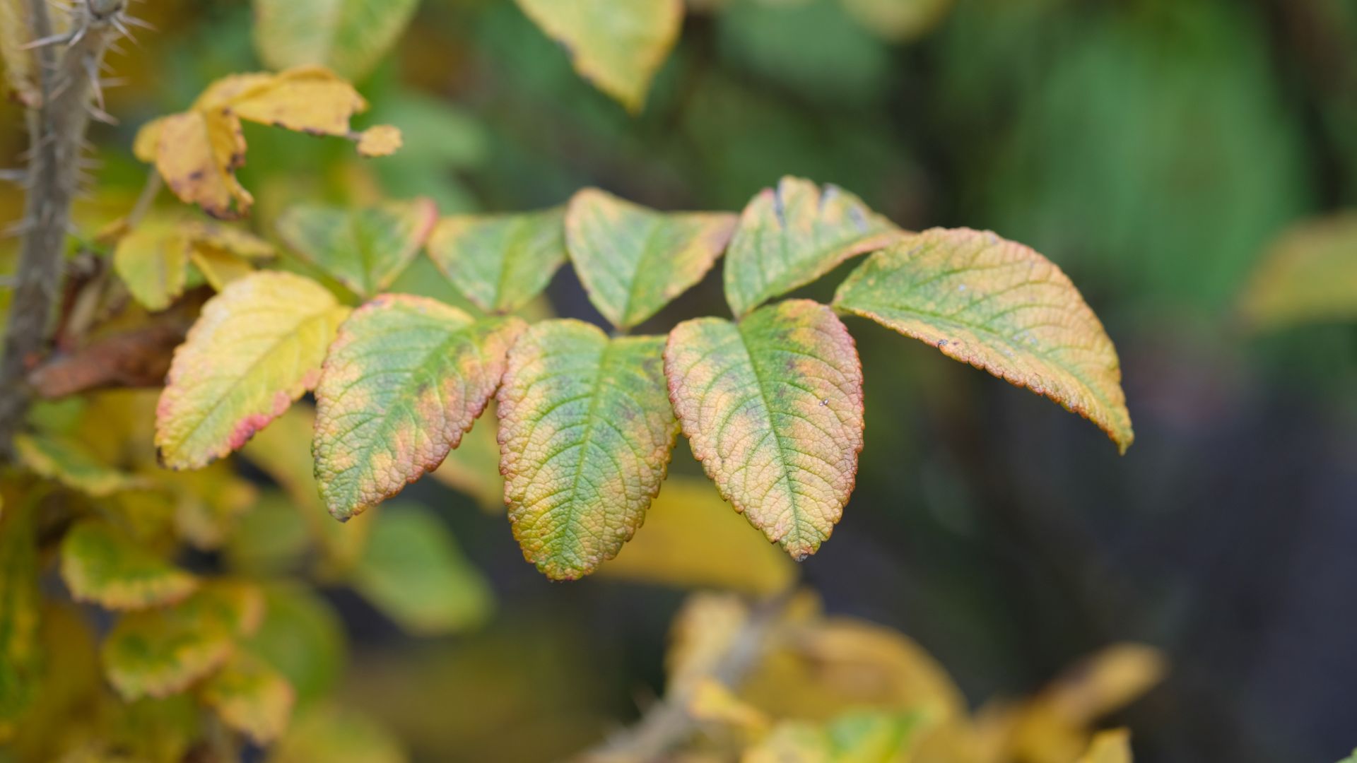picture of rose leaves turning yellow at the edges