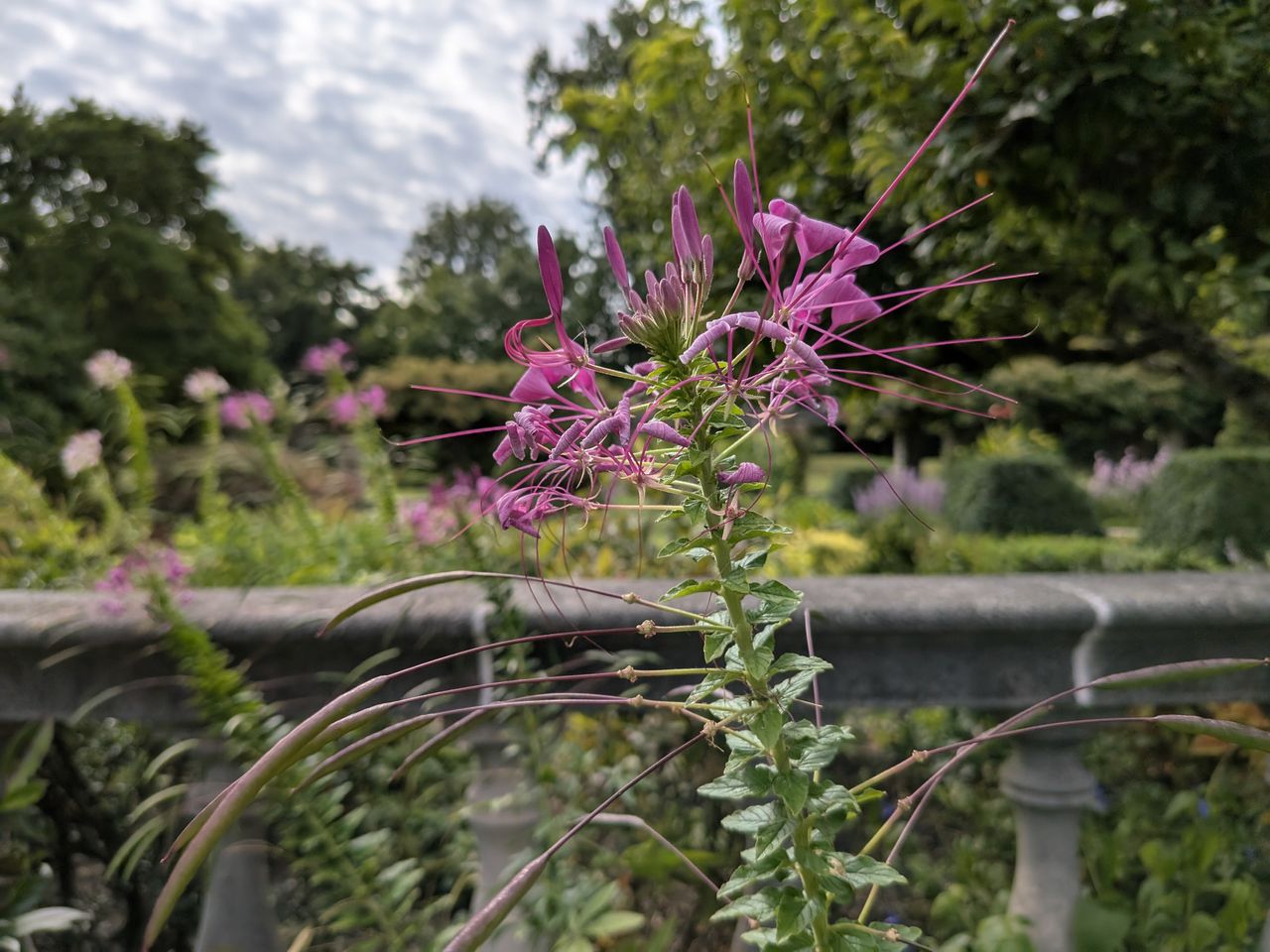 Google Pixel 9 Pro Fold camera image samples