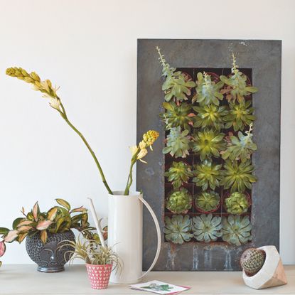 houseplants on a console with various potted plants, succulents in a galvanised display 