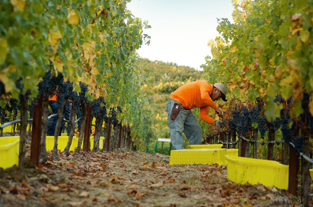 Spring Mountain California Cabernet