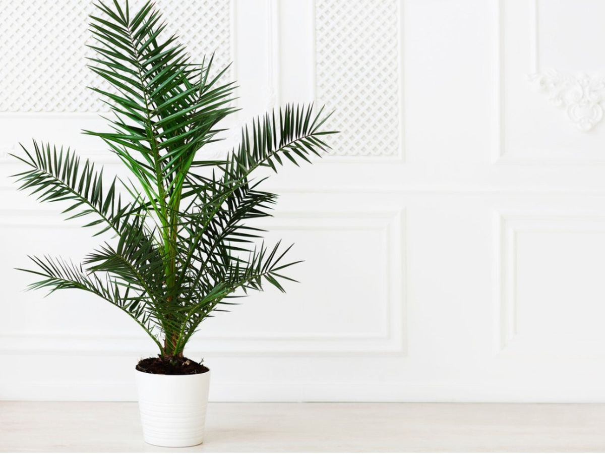 Caring For Palms - How To Grow Palm Trees Inside | Gardening Know How