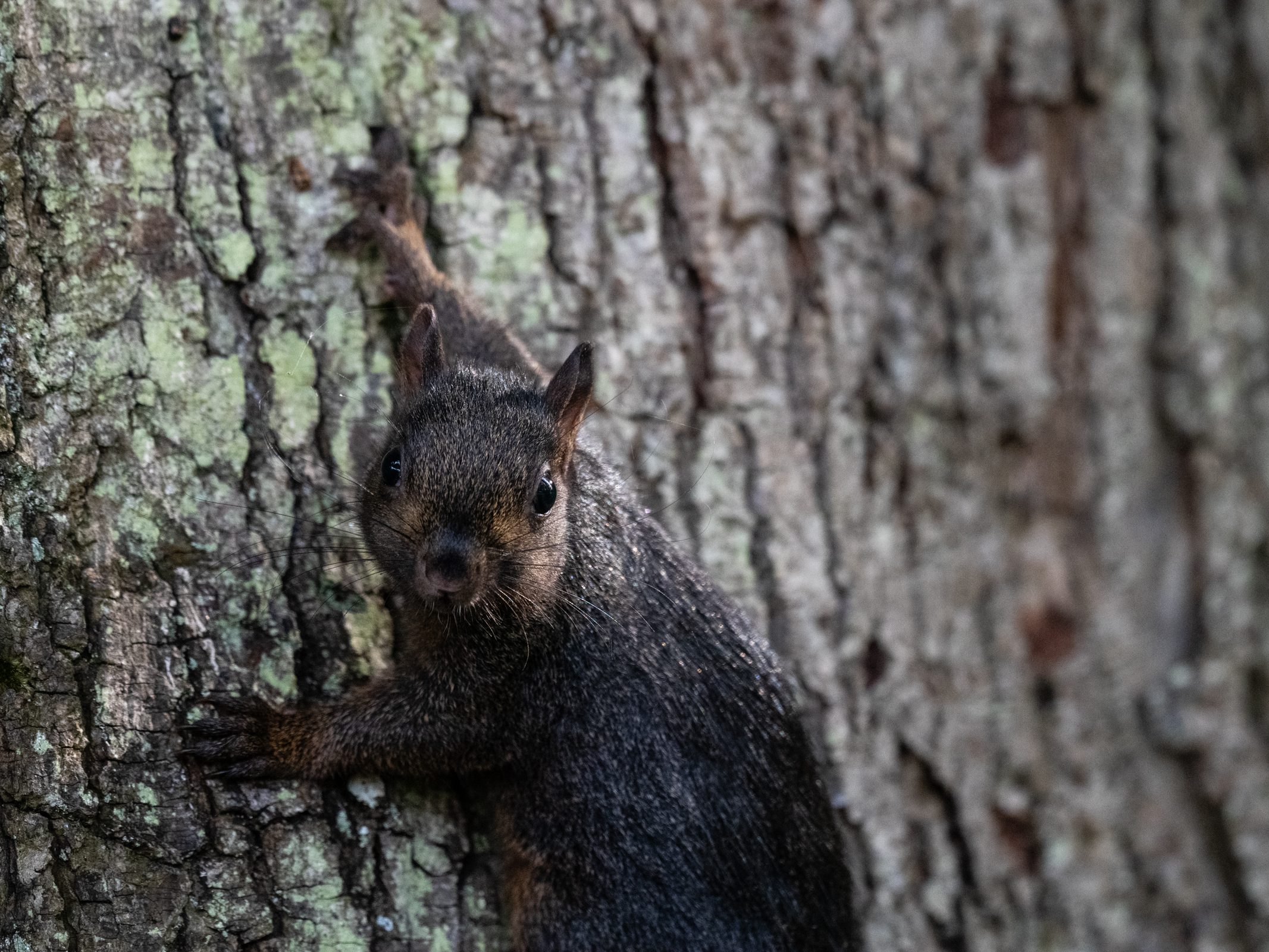 Photo of a black squirrel climbing a tree taken with the Panasonic Lumix GH7.