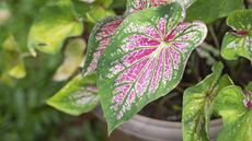 The dazzling, bright pink and green foliage of a caladium plant in a container