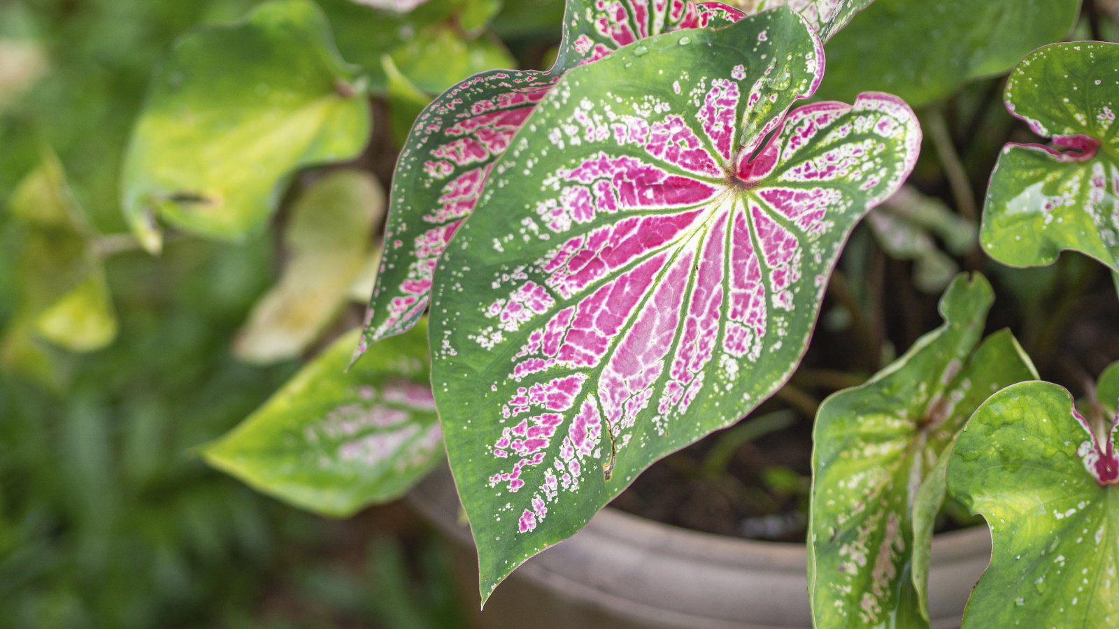 The dazzling, bright pink and green foliage of a caladium plant in a container