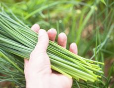 Hand Holding Freshly Cut Chives