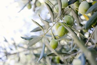 Close up of olive fruit in olive grove