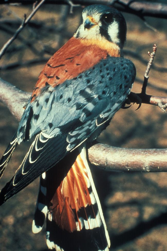 American Kestrel