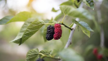 Red and black fruits on a mulberry tree