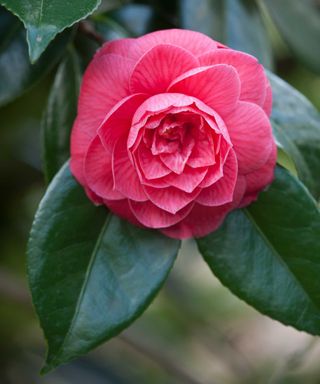 pink camellia