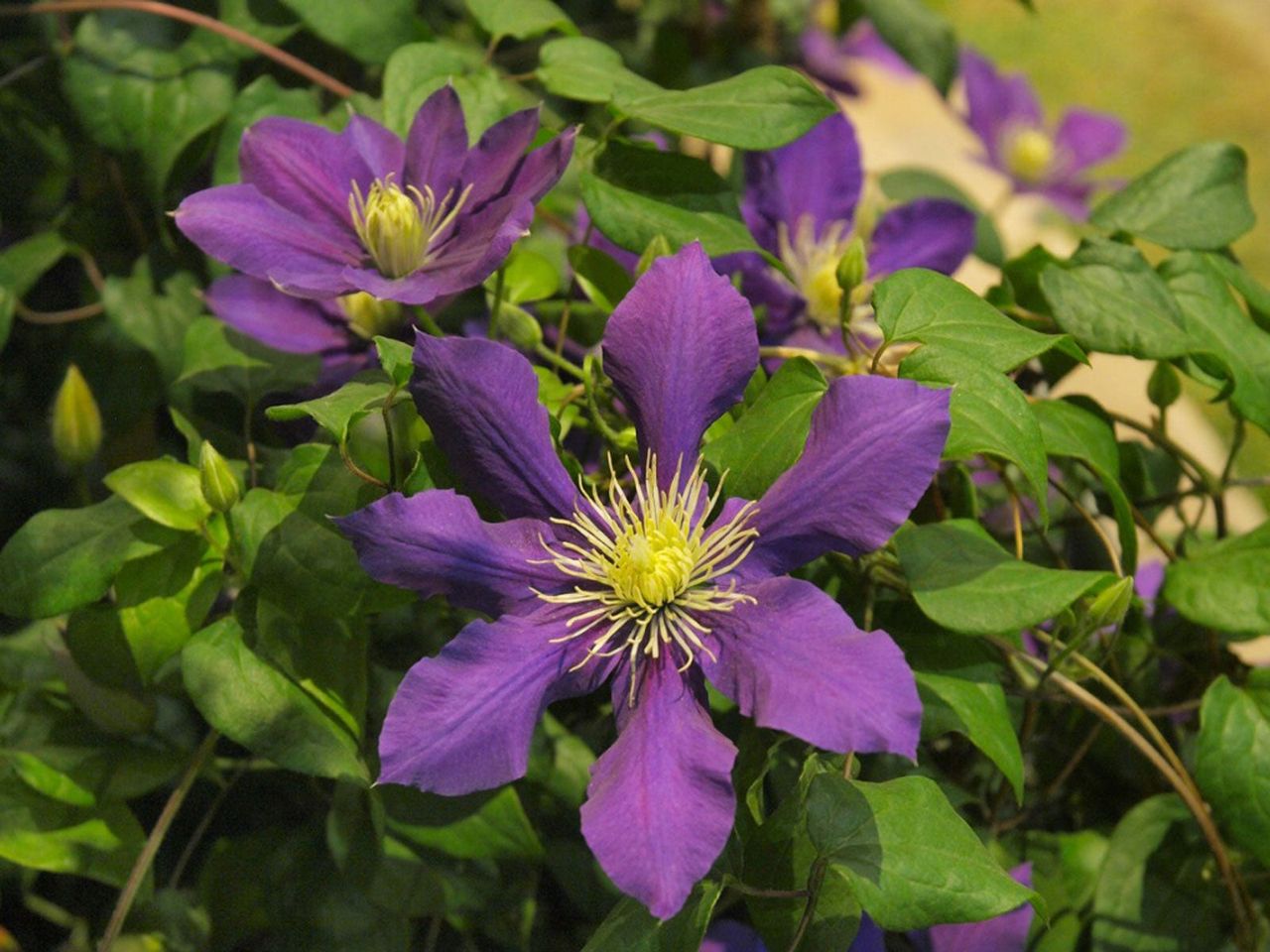 Purple Clematis Flowers