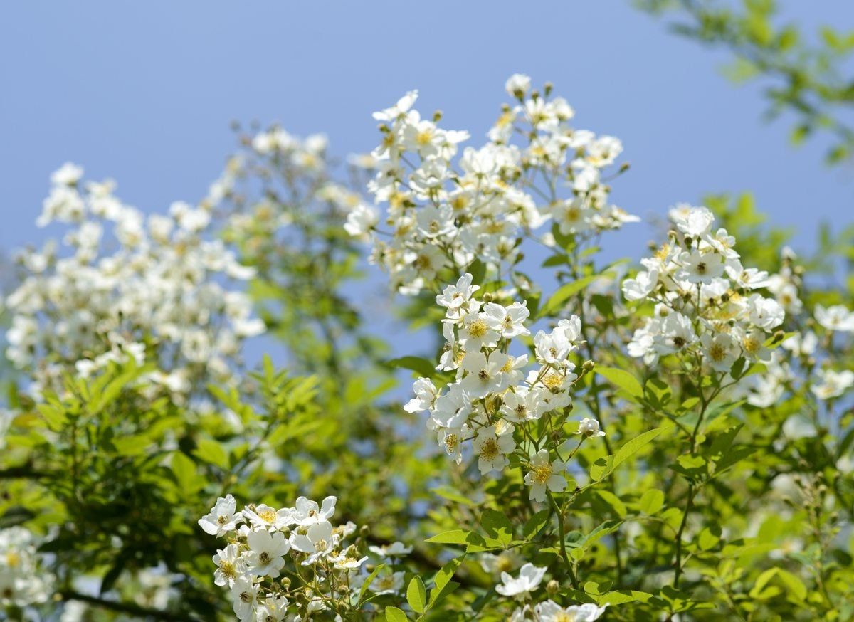 multiflora rose