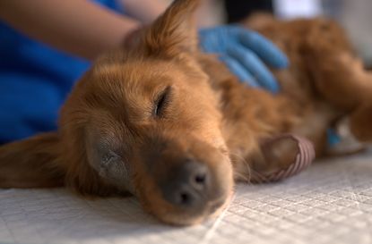 dog owner warns zoflora poisonous