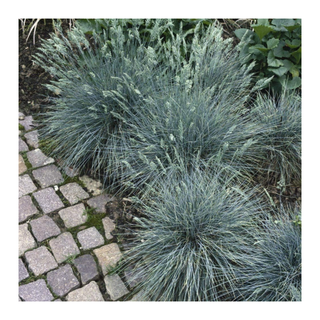 Blue fescue ornamental grass on a path