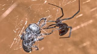A venomous black widow spider native to Arizona wraps a helpless fly in her web before feeding on the prey.