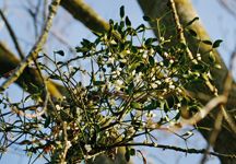 mistletoe-hr.jpg
