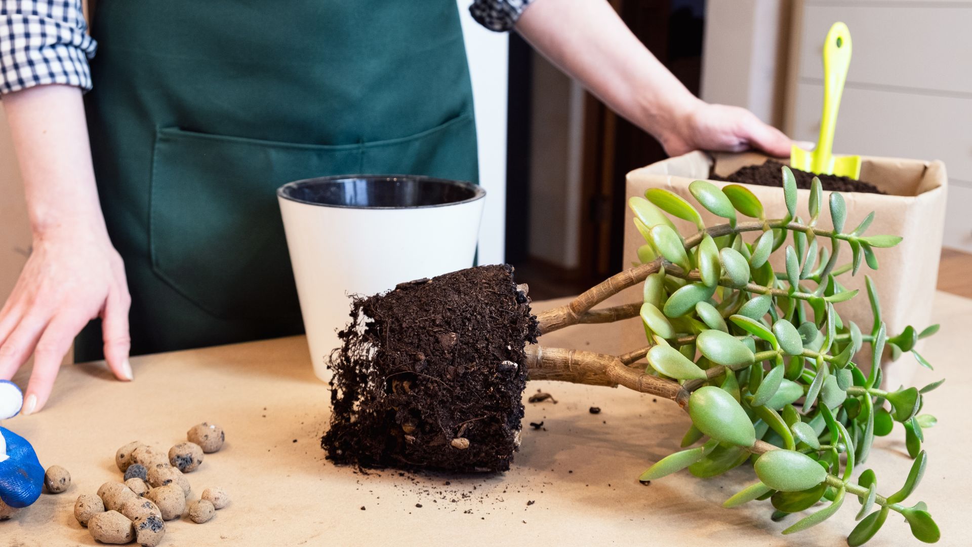 picture of woman repotting a jade plant