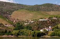 Symington 2016 vintage declared