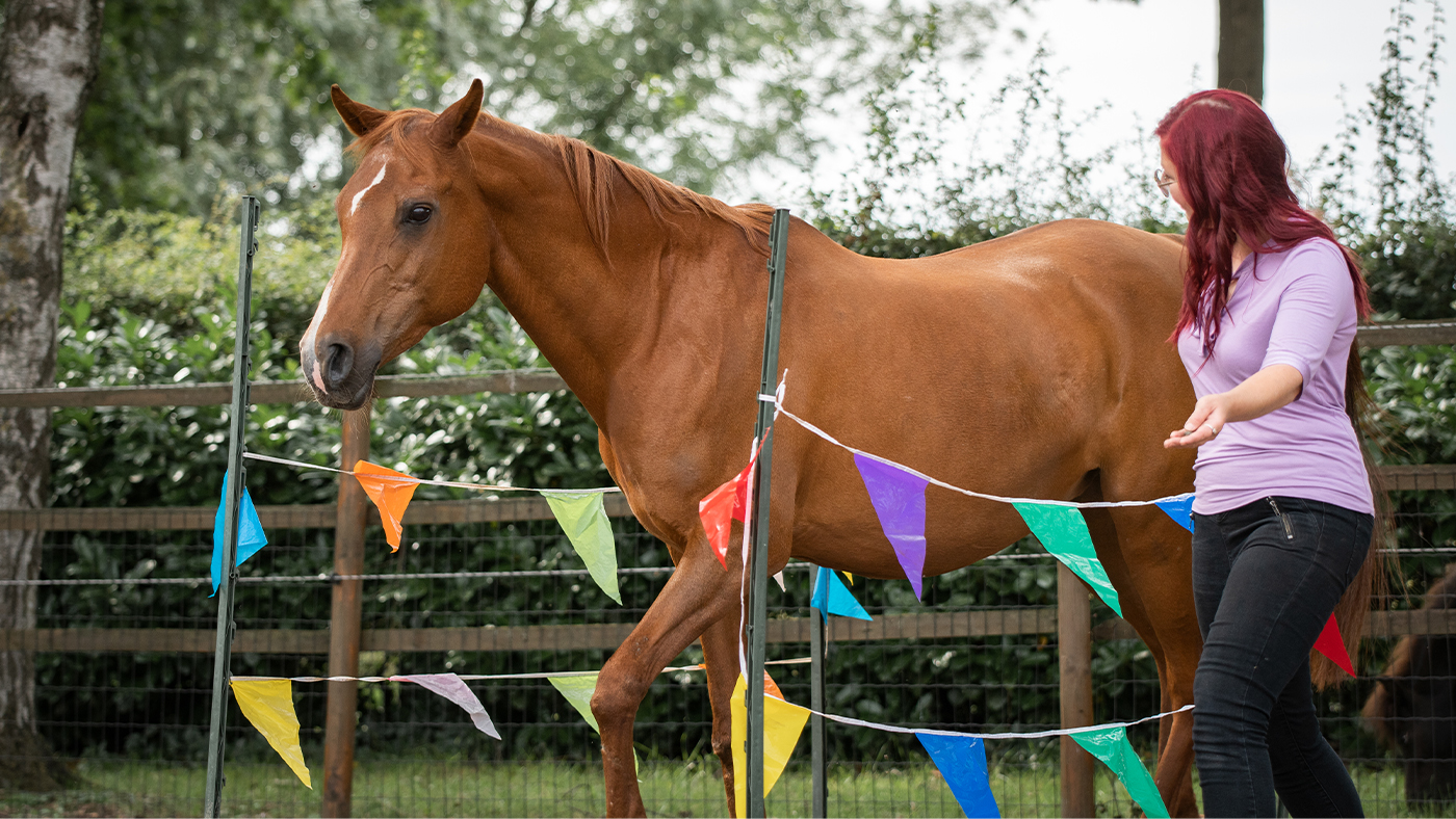 Horse agility 5