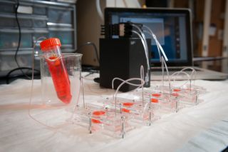 Developed by scientists at Brigham and Women's Hospital, this system of pumps and fluid channels houses miniature tissues samples that can be exposed to toxins as well as potential treatments. The ultimate goal is to evaluate heart, lung, liver and blood vessel tissue.