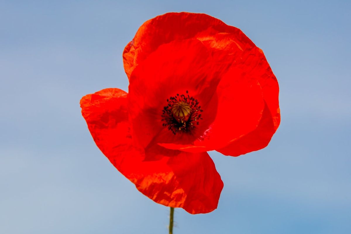 varieties-of-poppy-flowers-learn-about-different-poppy-plants-to-grow