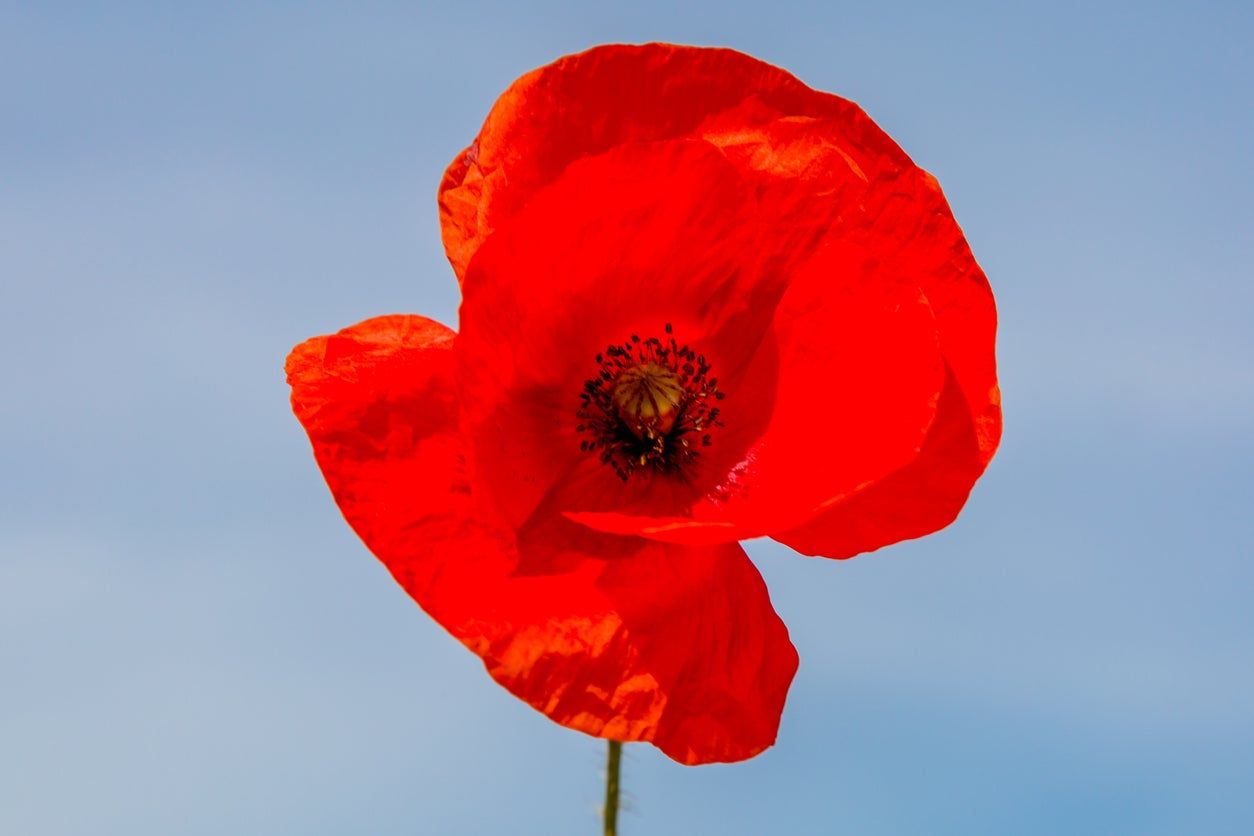 Red Poppy Flower