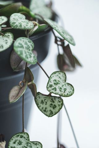 Instagrammed house plants - string of hearts