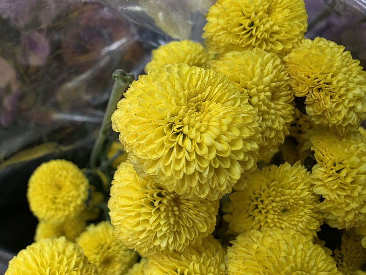 Samsung Galaxy S25 Ultra macro sample.