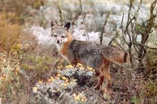 Channel Island fox