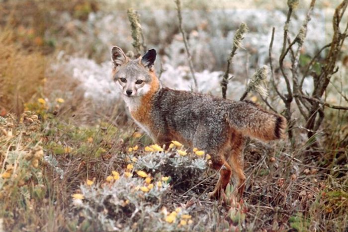 Channel Island fox