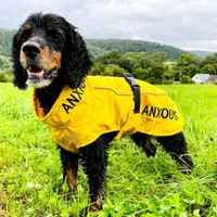 Anxious Dog Yellow Coat | My Anxious Dog