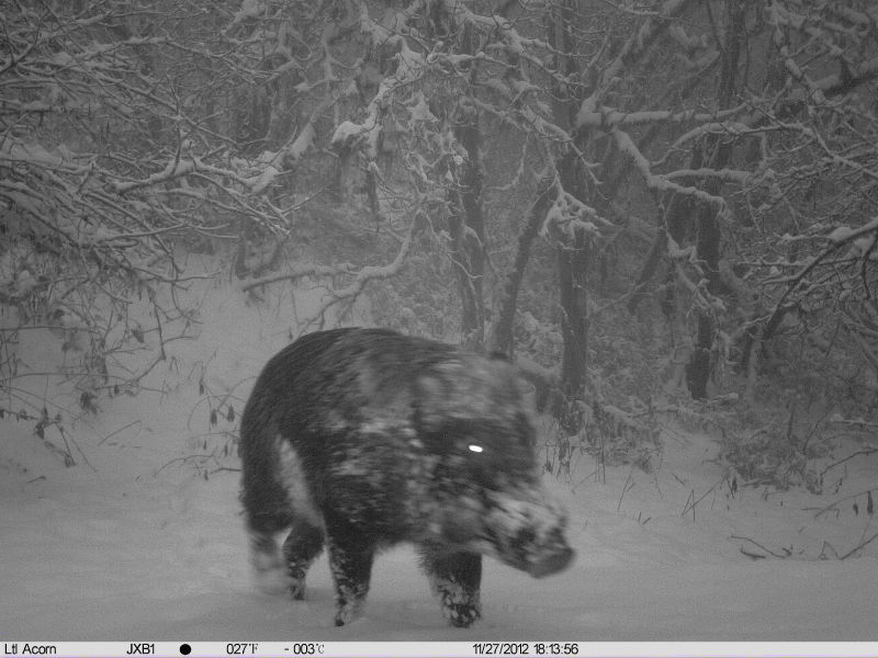 Gallery: China's Rare Creatures Caught on Camera | Live Science