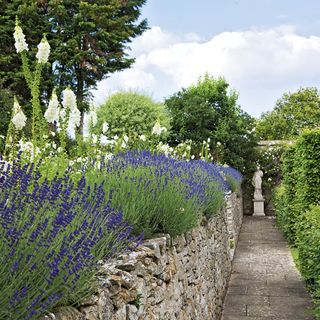 garden wall with lavender hedge