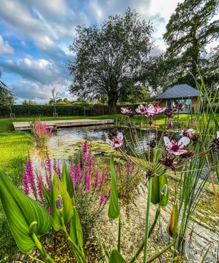 A view of a natural pool surrounded by bog planting with a pool house in the distance