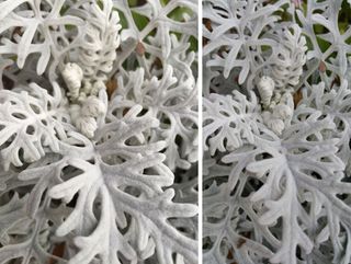 iPhone 6 Plus vs Galaxy Note 4 camera comparison