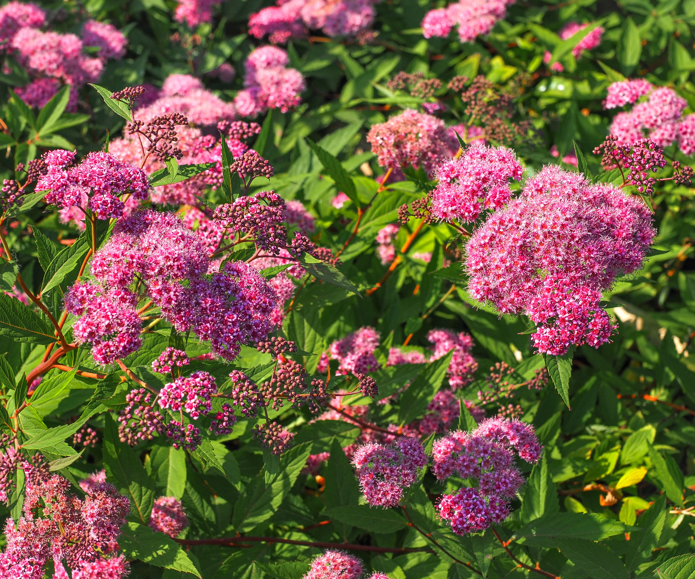 spirea ground cover with pink flowers