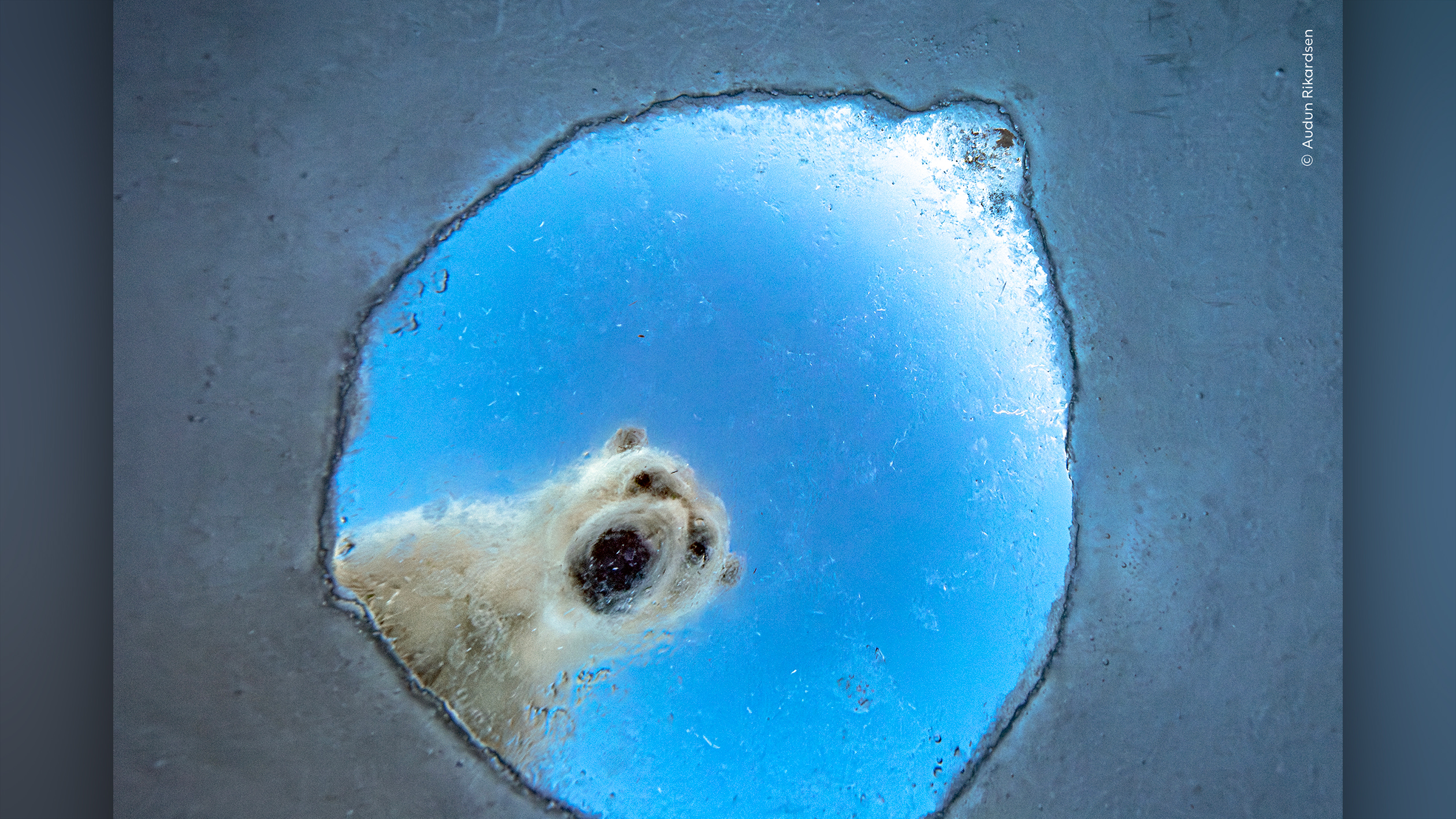 Polar bear peering through a circular hole in ice against a bright blue sky