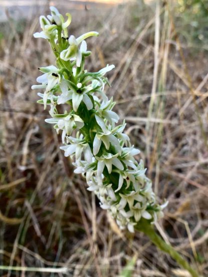 White Flowered Rein Orchid Plant