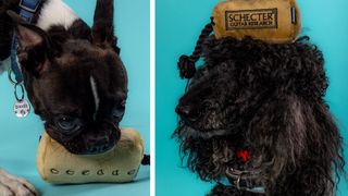 Shecter Dog Toys: for over 20 years the Californian guitar brand has worked with animal shelters and raised funds to support canine rescue and adoption services.