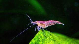 Cherry shrimp