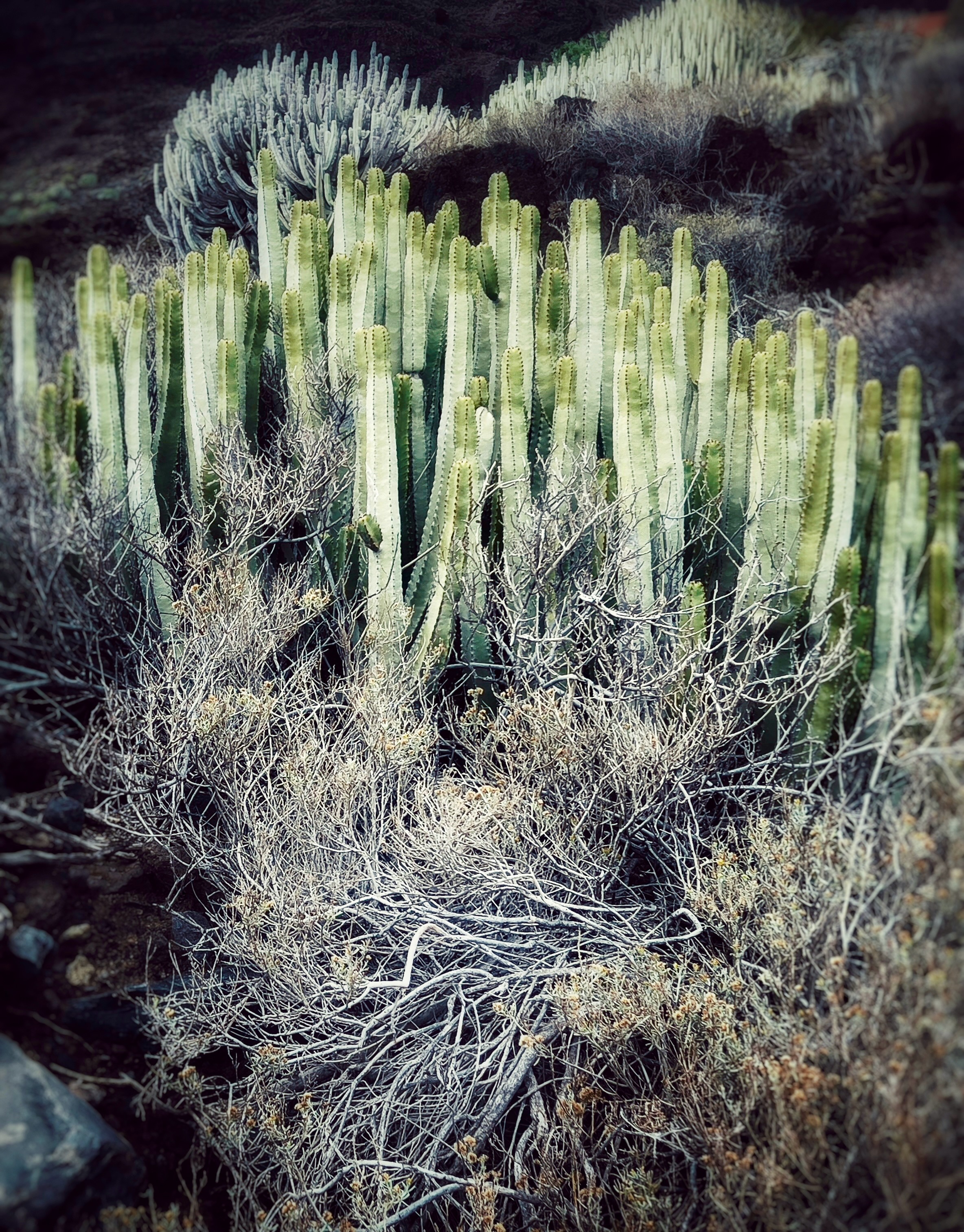 Colour photograph of tall cactus plants growing among dry scrub on a hillside.