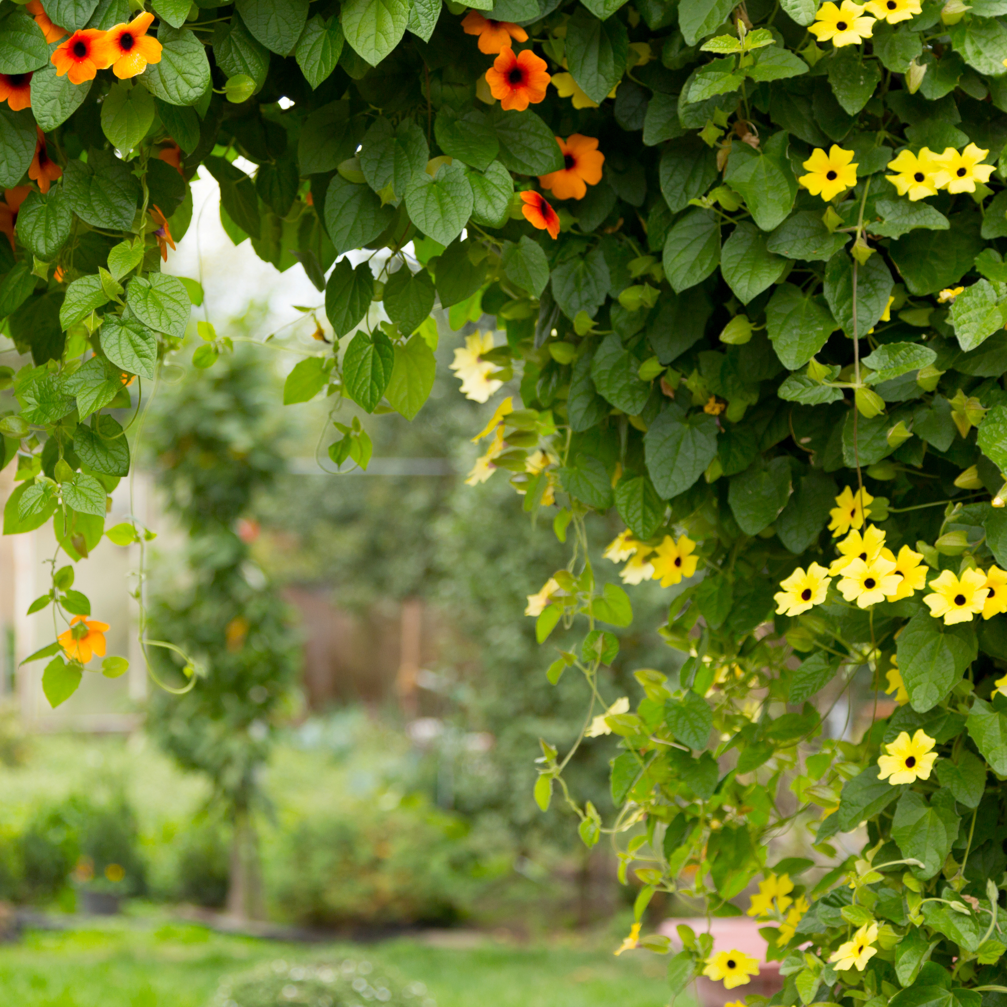 black eyed susans climbing up a fence - Rudolf Vlcek - GettyImages-586078699