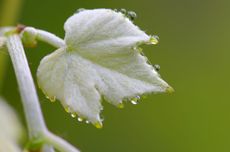 Raindrops on vine leaves