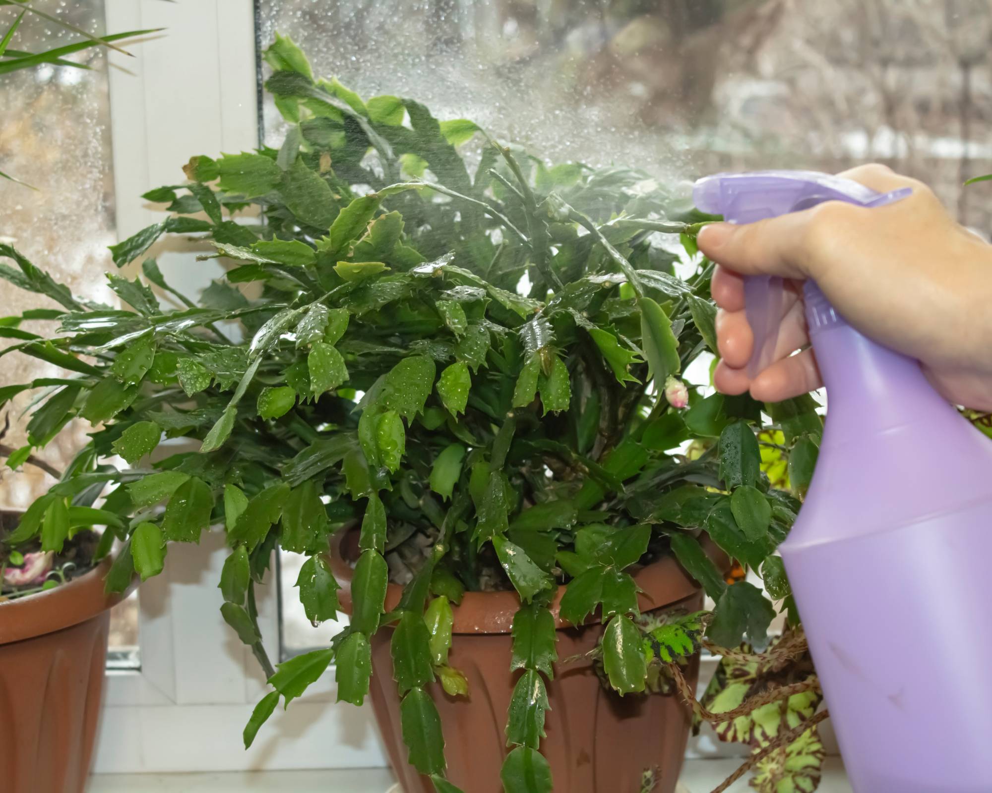 Gardener misting a holiday cactus plant