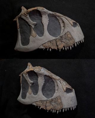 The skull of Koleken inakayali.